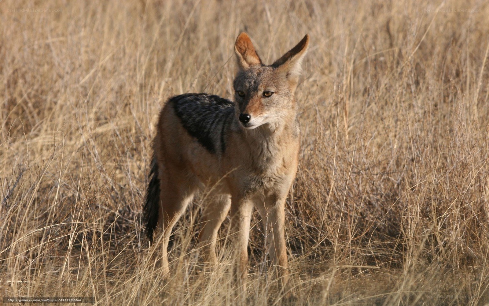 Black-backed jackal in tall grass