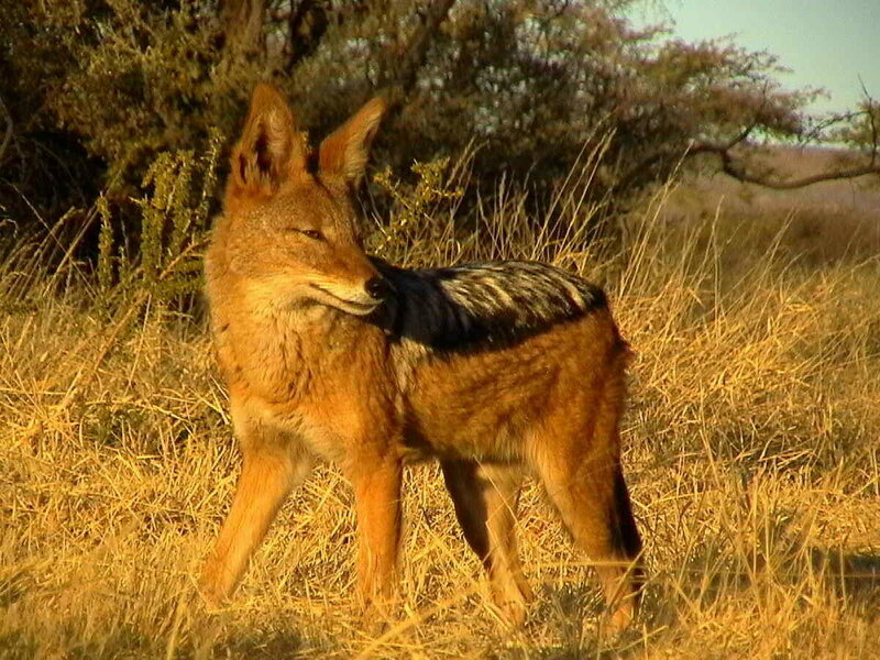 Black-backed Jackal