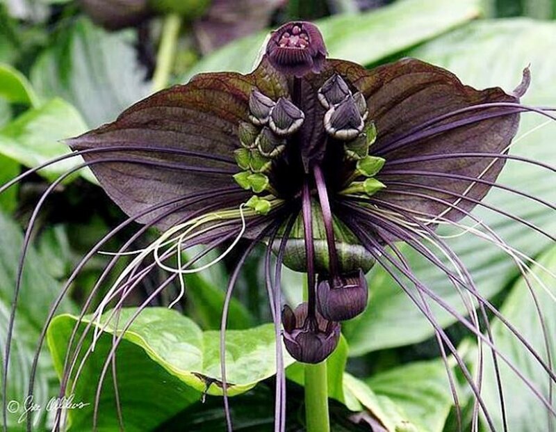 Black Bat Flower — Purple