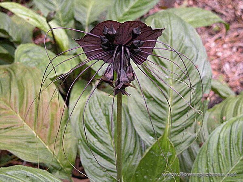 Black Bat Flower