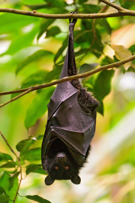 Black Bat Hanging