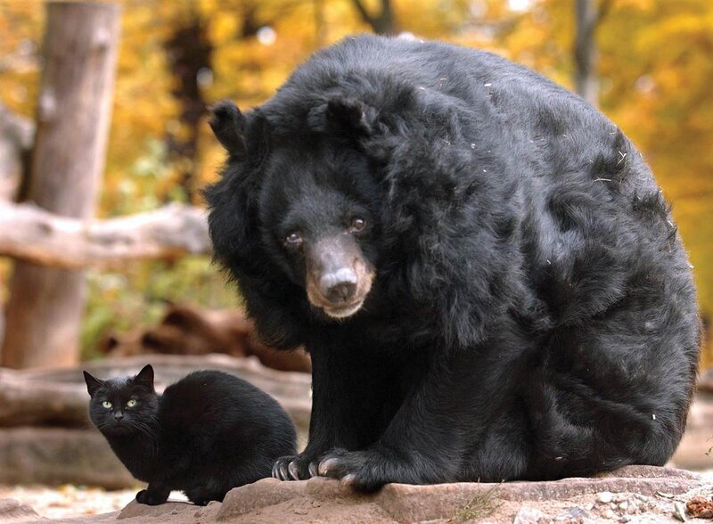 Black Bear and Cat — Calm