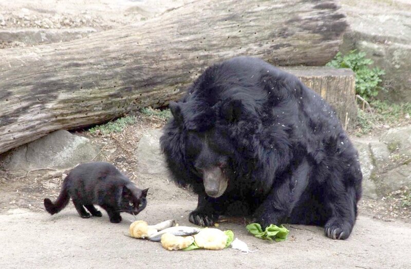 Black Bear and Cat