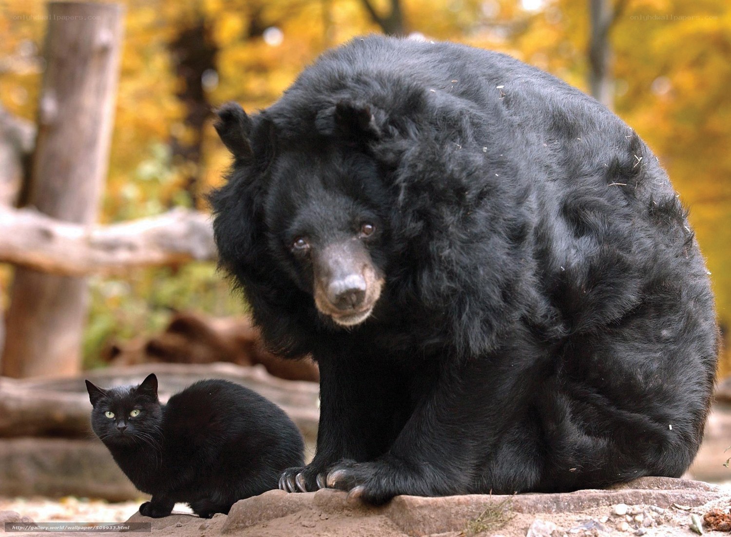 Black bear and cat together