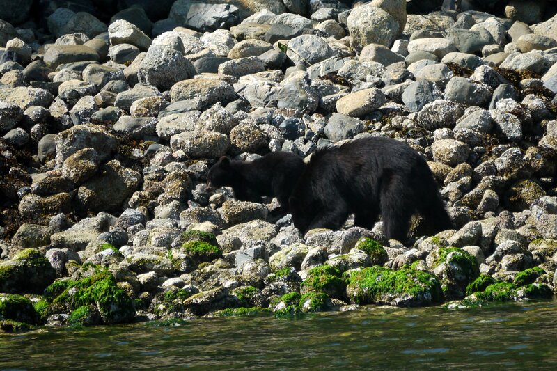 Black Bear and Cub — Green, Natural