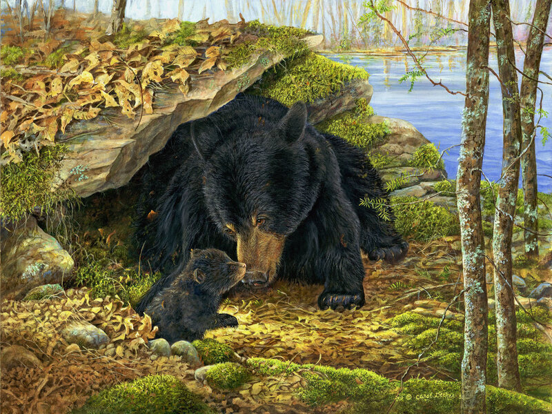 Black Bear and Cub