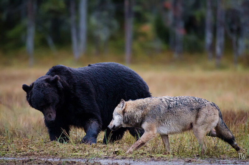 Black Bear and Wolf