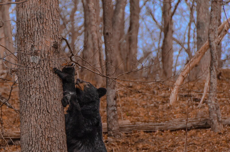 Black Bear Climbing Tree — Brown