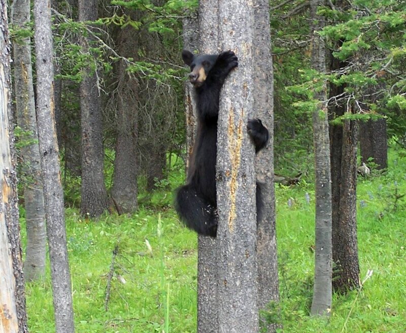 Black Bear Climbing Tree