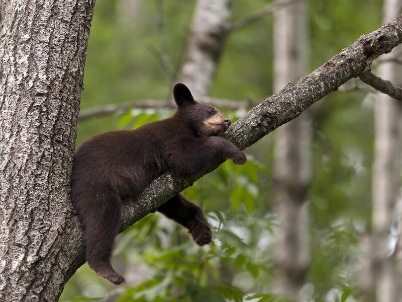 Black Bear Cub — Brown, Calm