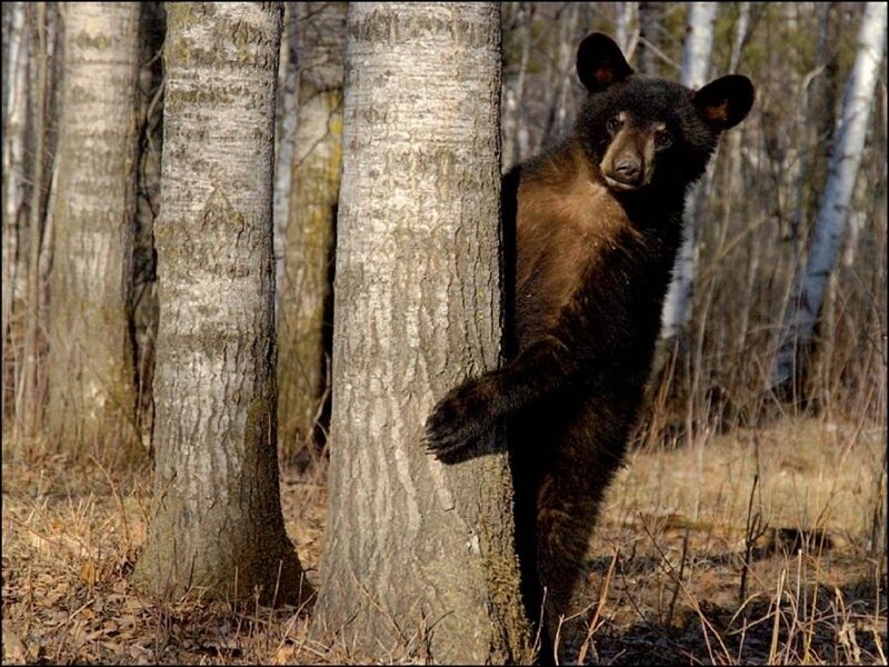 Black Bear Cub — Brown, Natural, Autumn