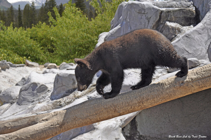 Black Bear Cub — Brown, Natural