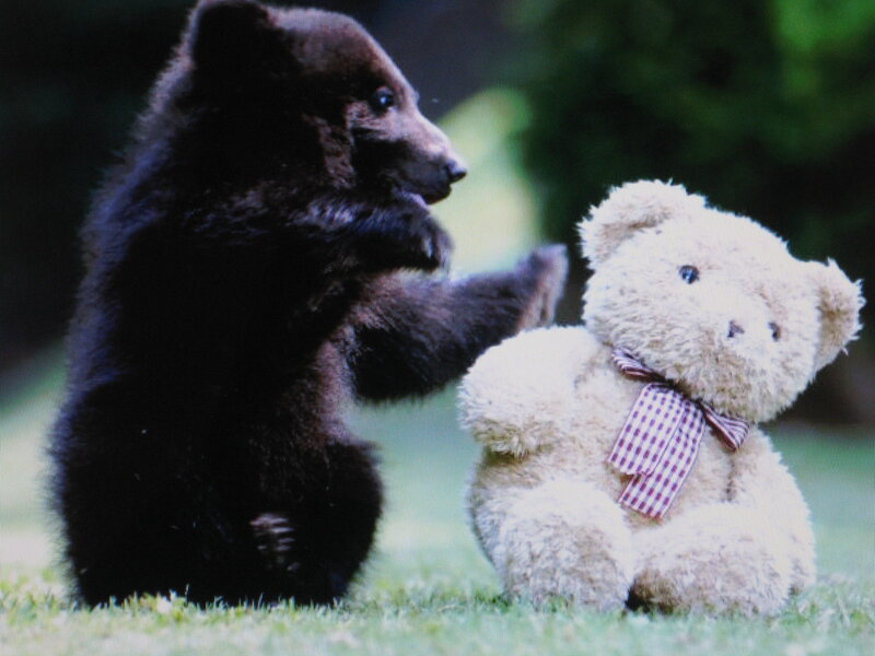 Black Bear Cub — Brown