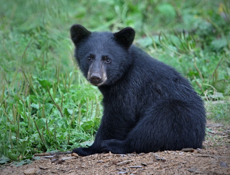 Black Bear Cub — Calm