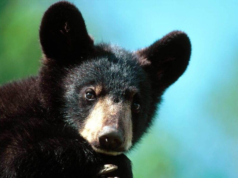 Black bear cub close-up