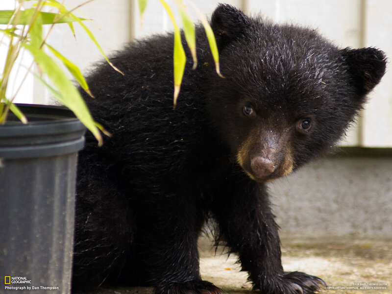 Black Bear Cub — Curious