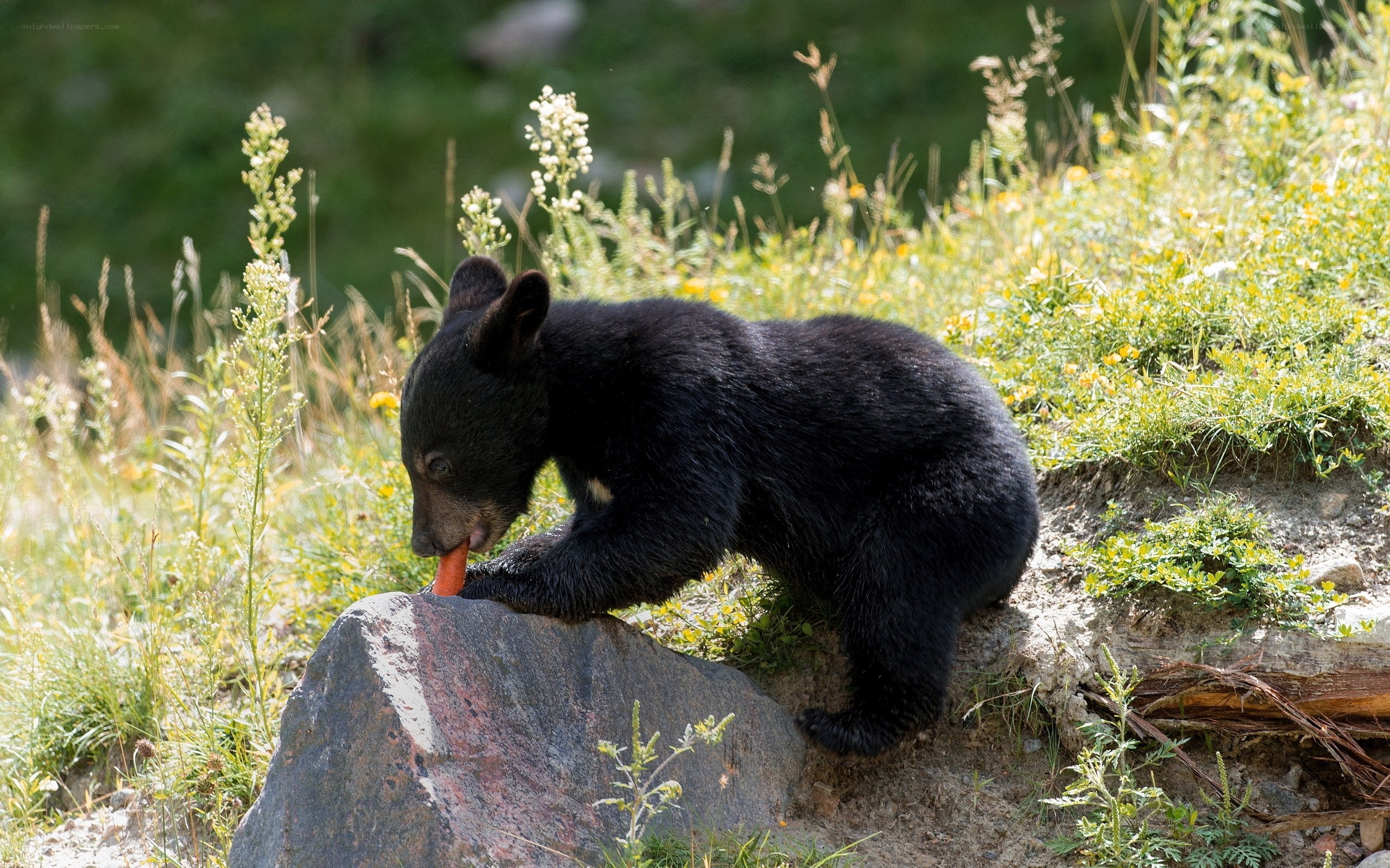 Black bear cub eating carrot