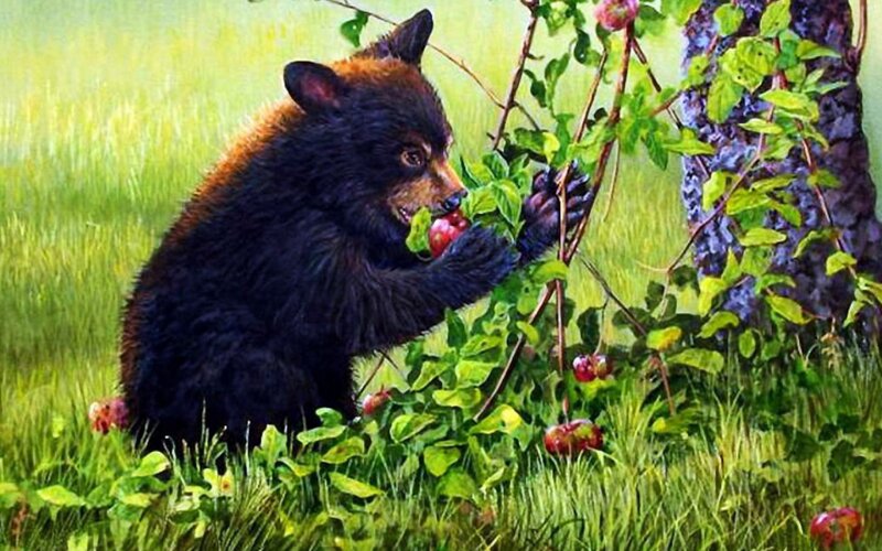 Black Bear Cub Eating Fruit