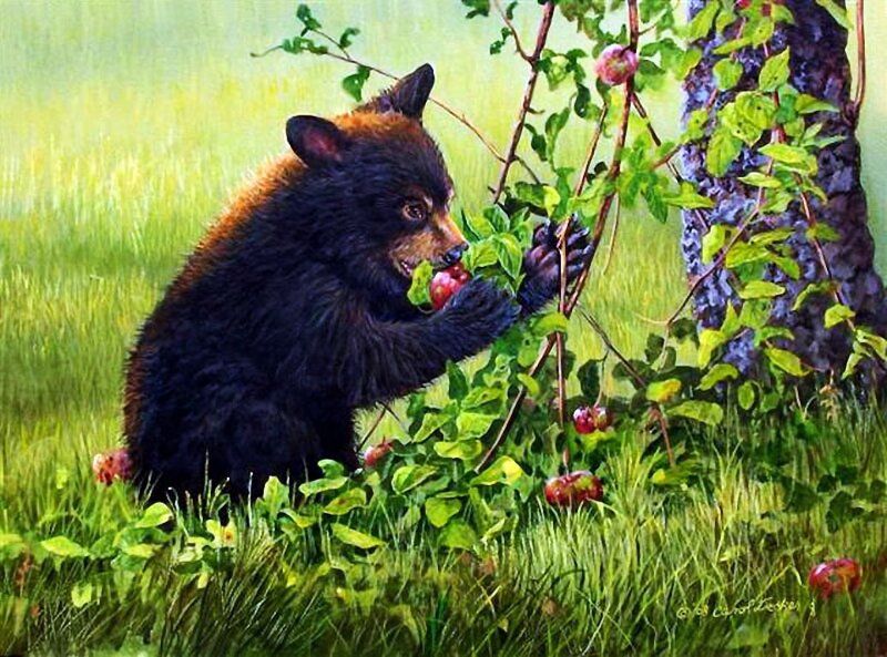 Black Bear Cub Eating