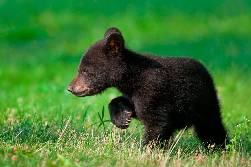 Black Bear Cub — Green, Calm, Afternoon, Photograph, Grass