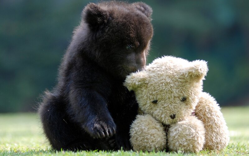Black Bear Cub — Green, Calm, Afternoon, Photograph