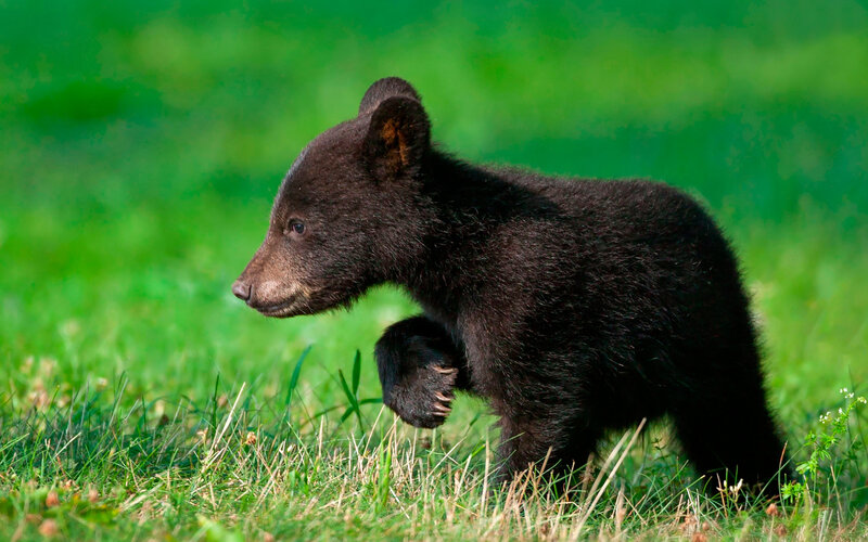 Black Bear Cub — Green, Calm, Afternoon