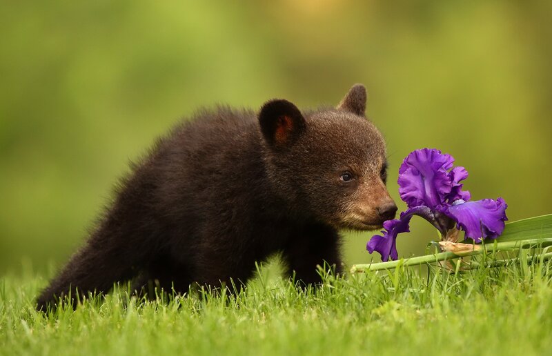Black Bear Cub — Green, Calm, Spring