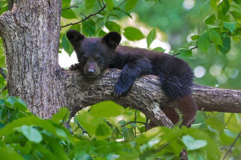 Black Bear Cub — Green, Calm, Summer