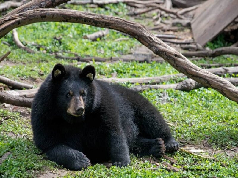 Black Bear Cub — Green, Calm