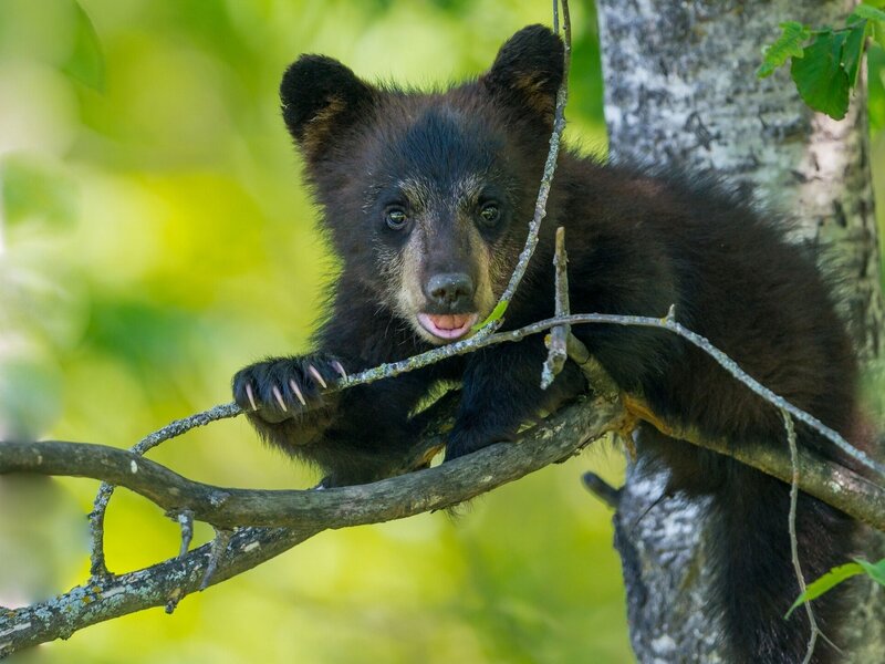 Black Bear Cub — Green, Curious