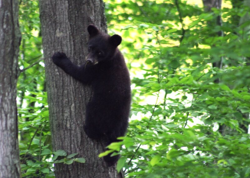 Black Bear Cub — Green, Natural, Afternoon