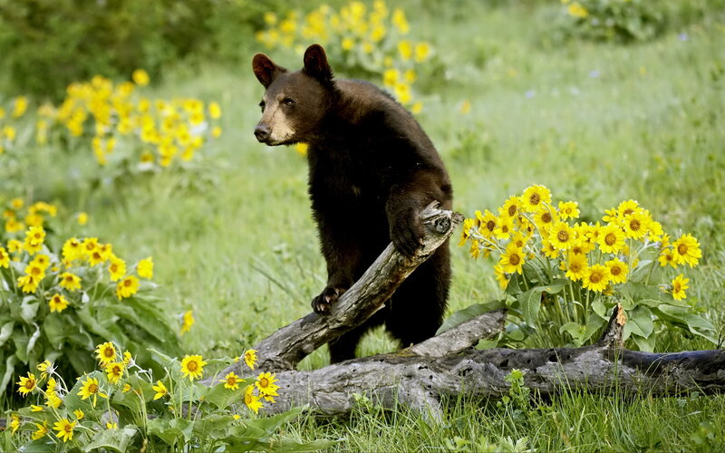 Black Bear Cub — Green, Natural, Summer