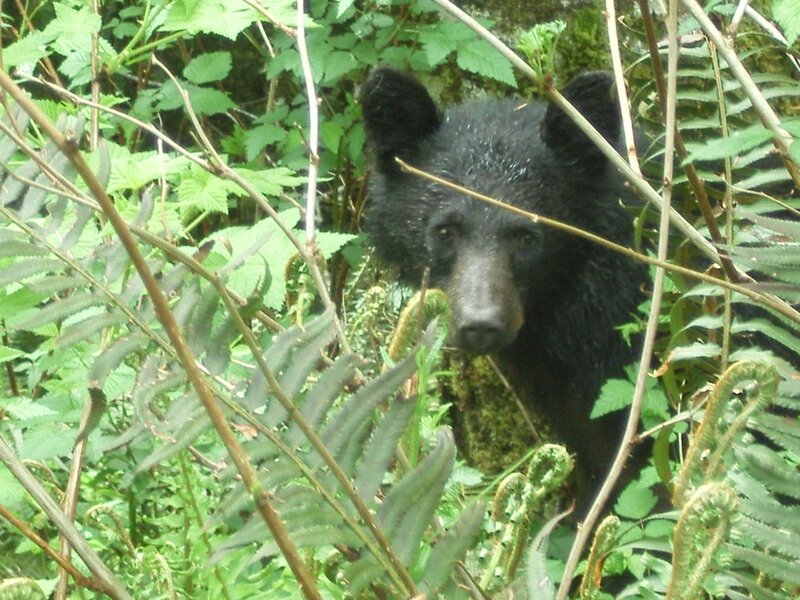 Black Bear Cub — Green, Natural