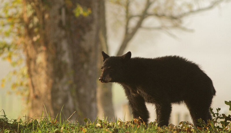 Black Bear Cub — Green, Serene, Autumn