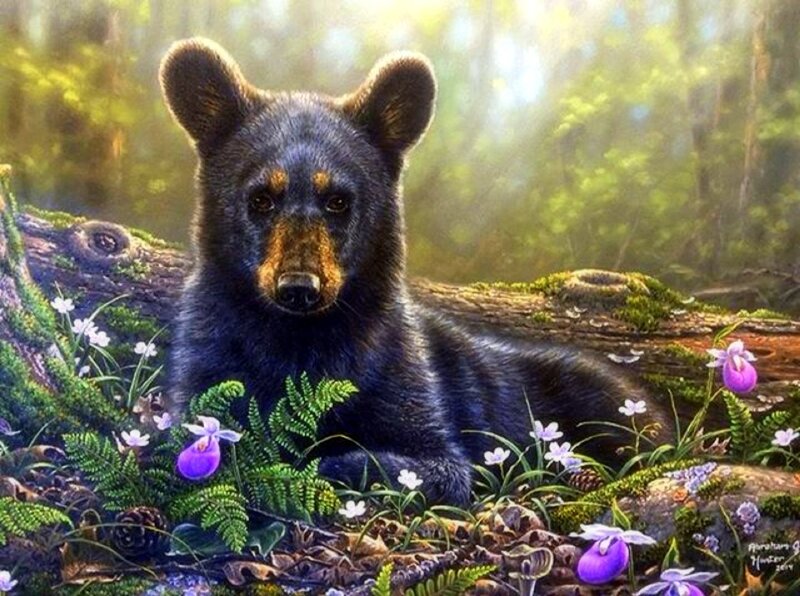 Black Bear Cub — Green, Serene