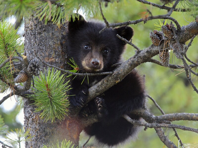Black bear cub in a pine tree