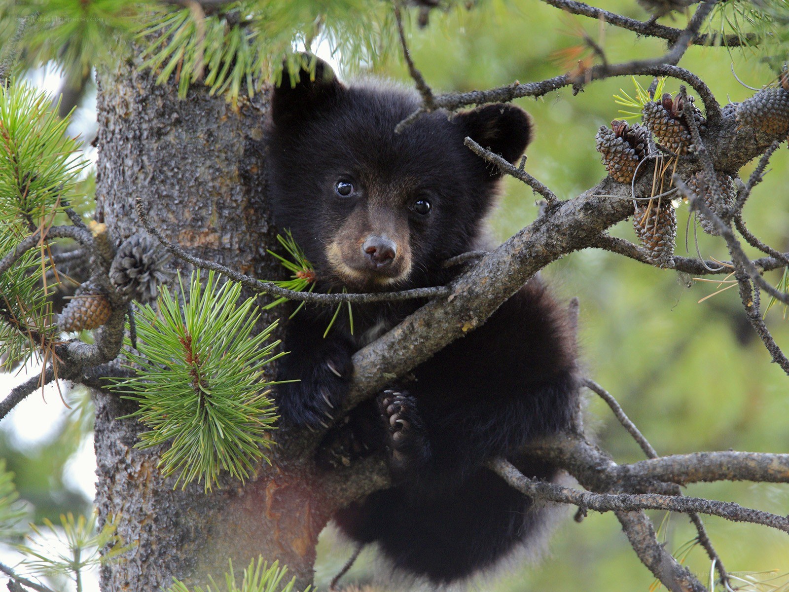 Black bear cub in a pine tree