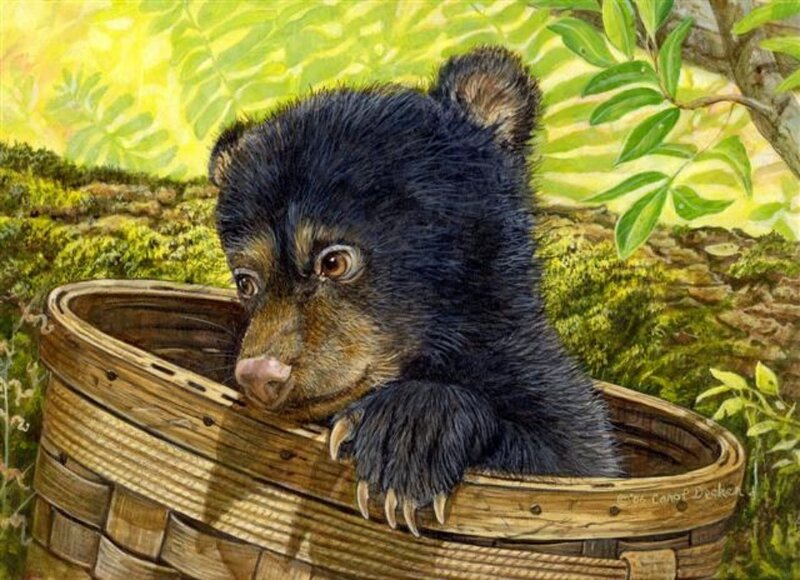 Black Bear Cub in Basket