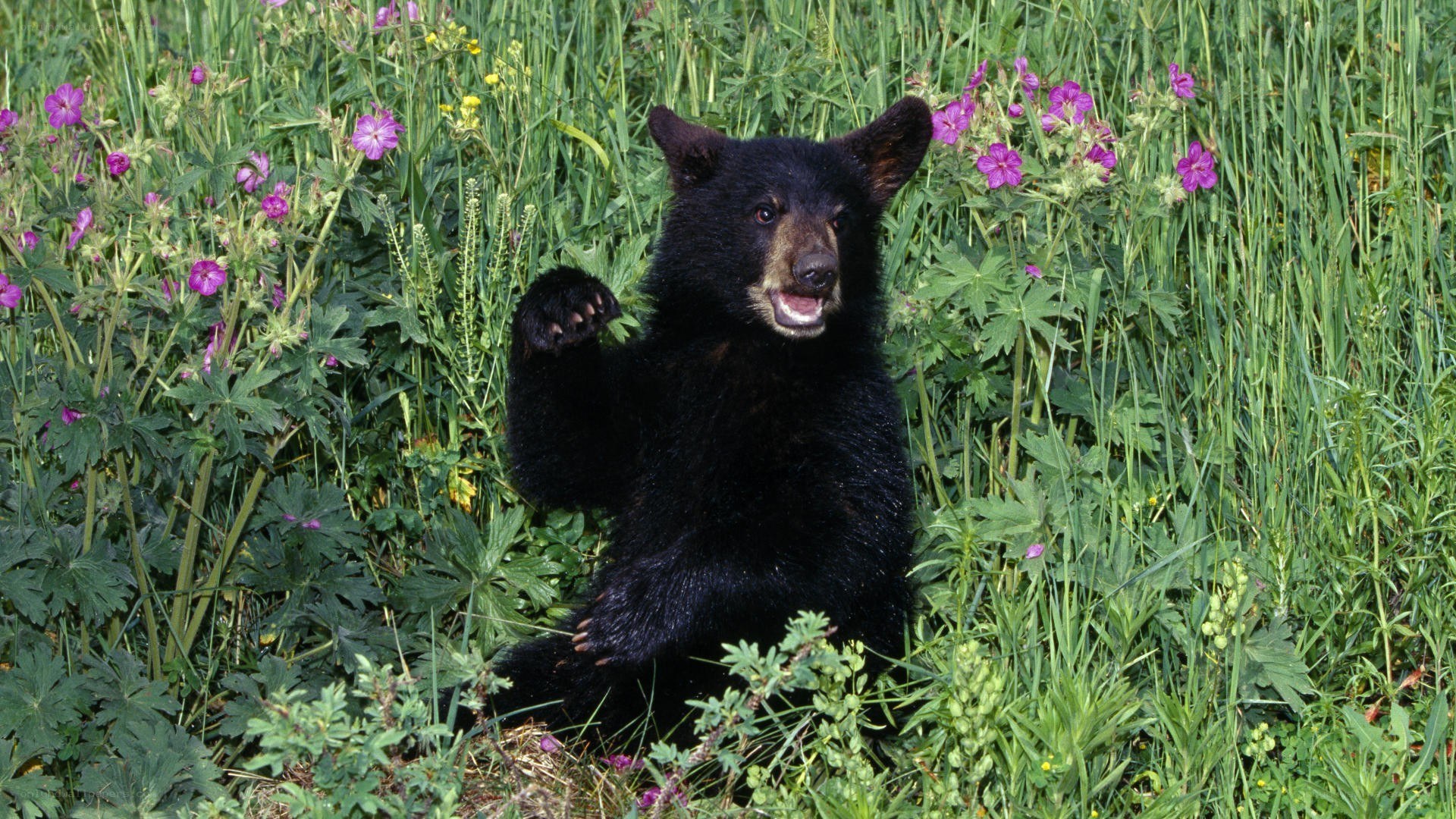 Black bear cub in flowers