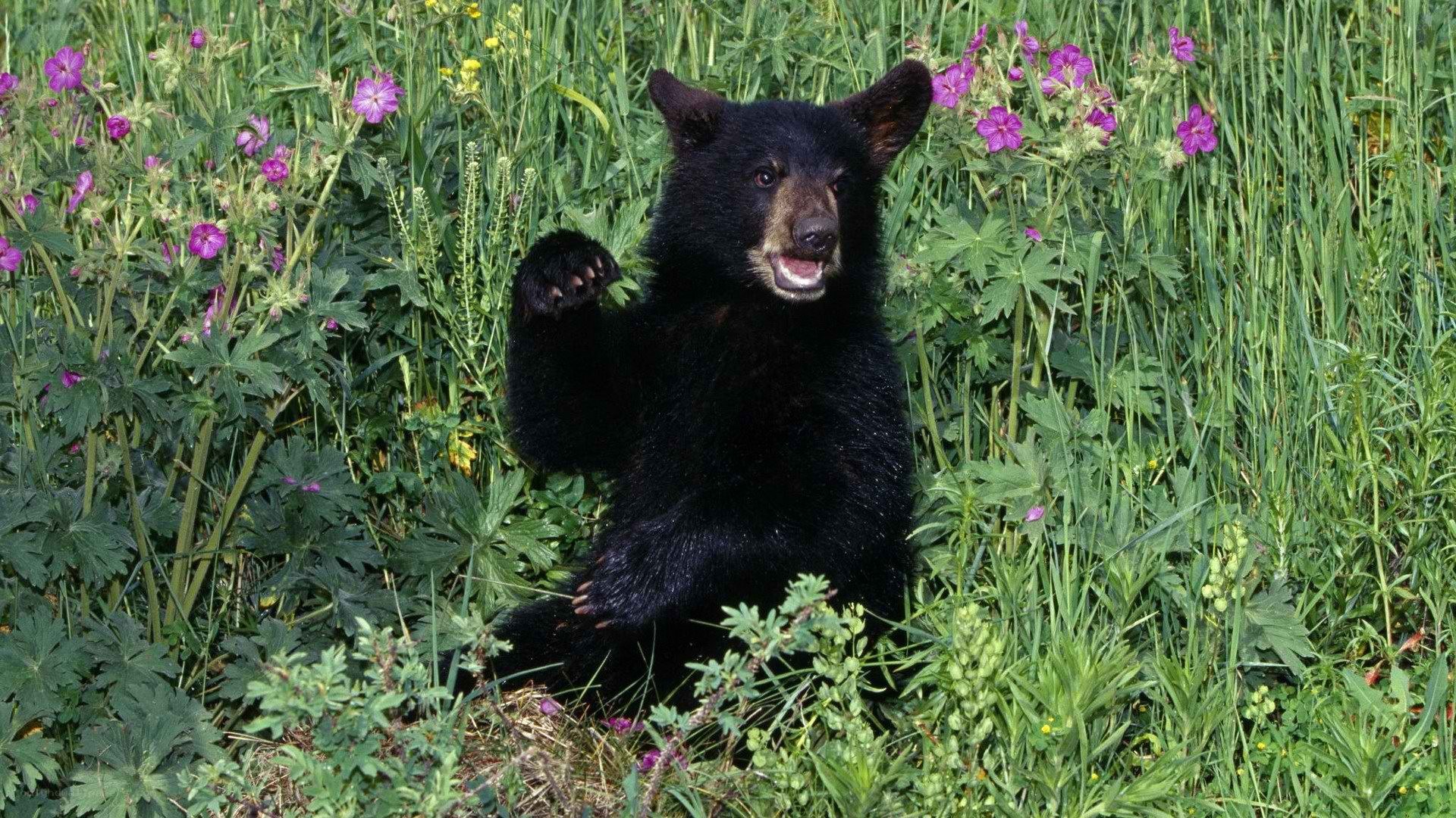 Black bear cub in flowers