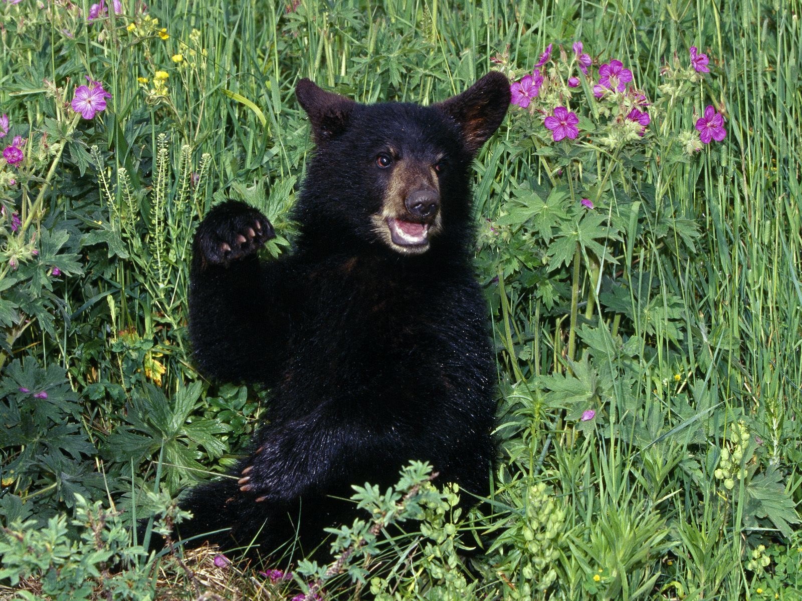 Black bear cub in flowers