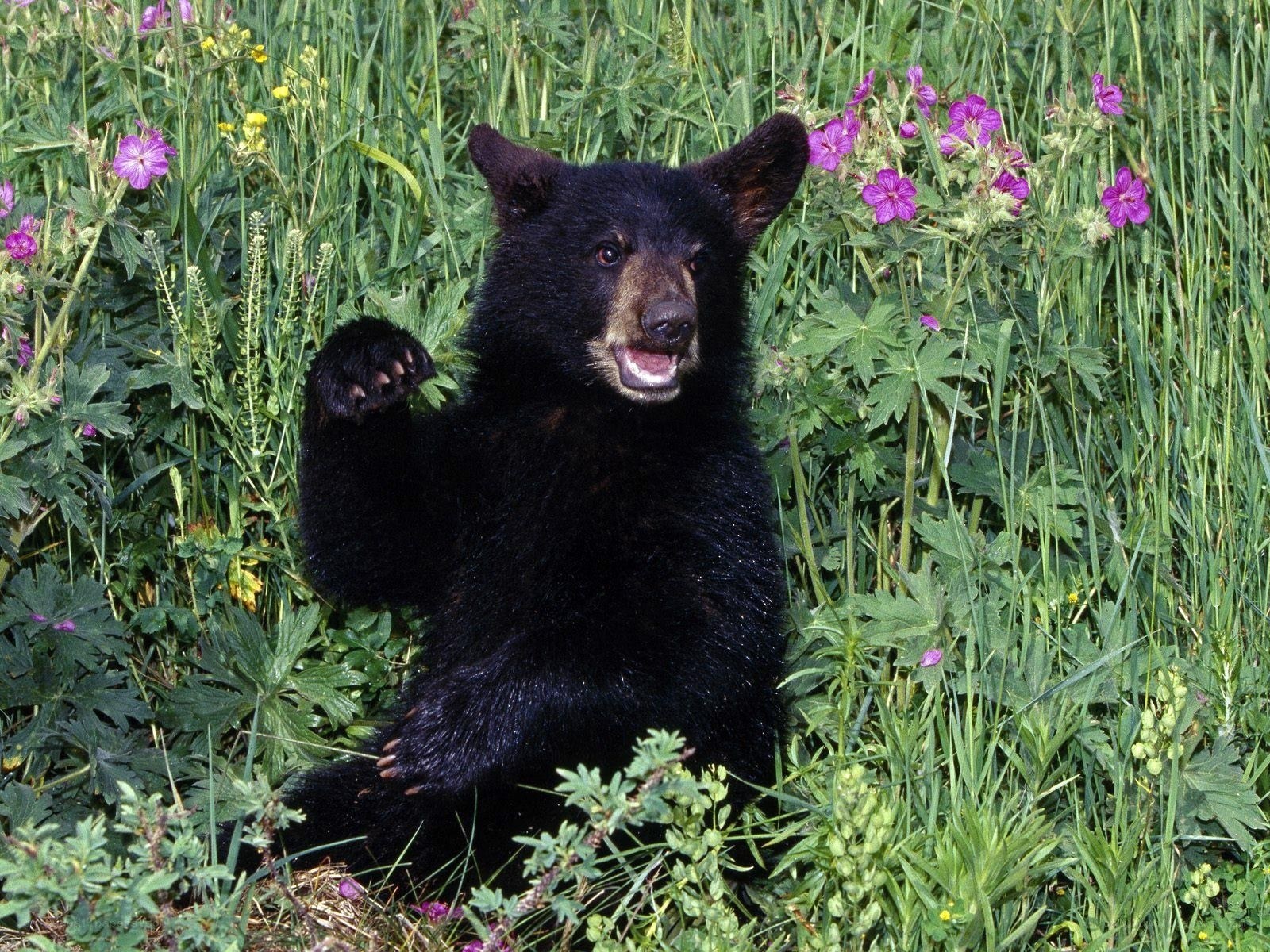Black bear cub in flowers