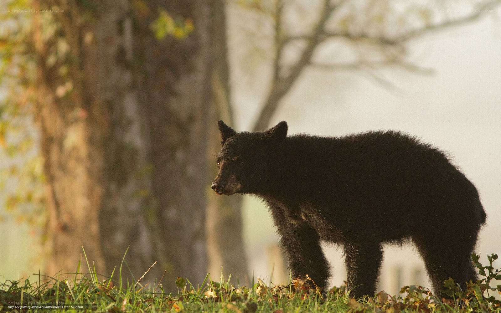 Black bear cub in forest