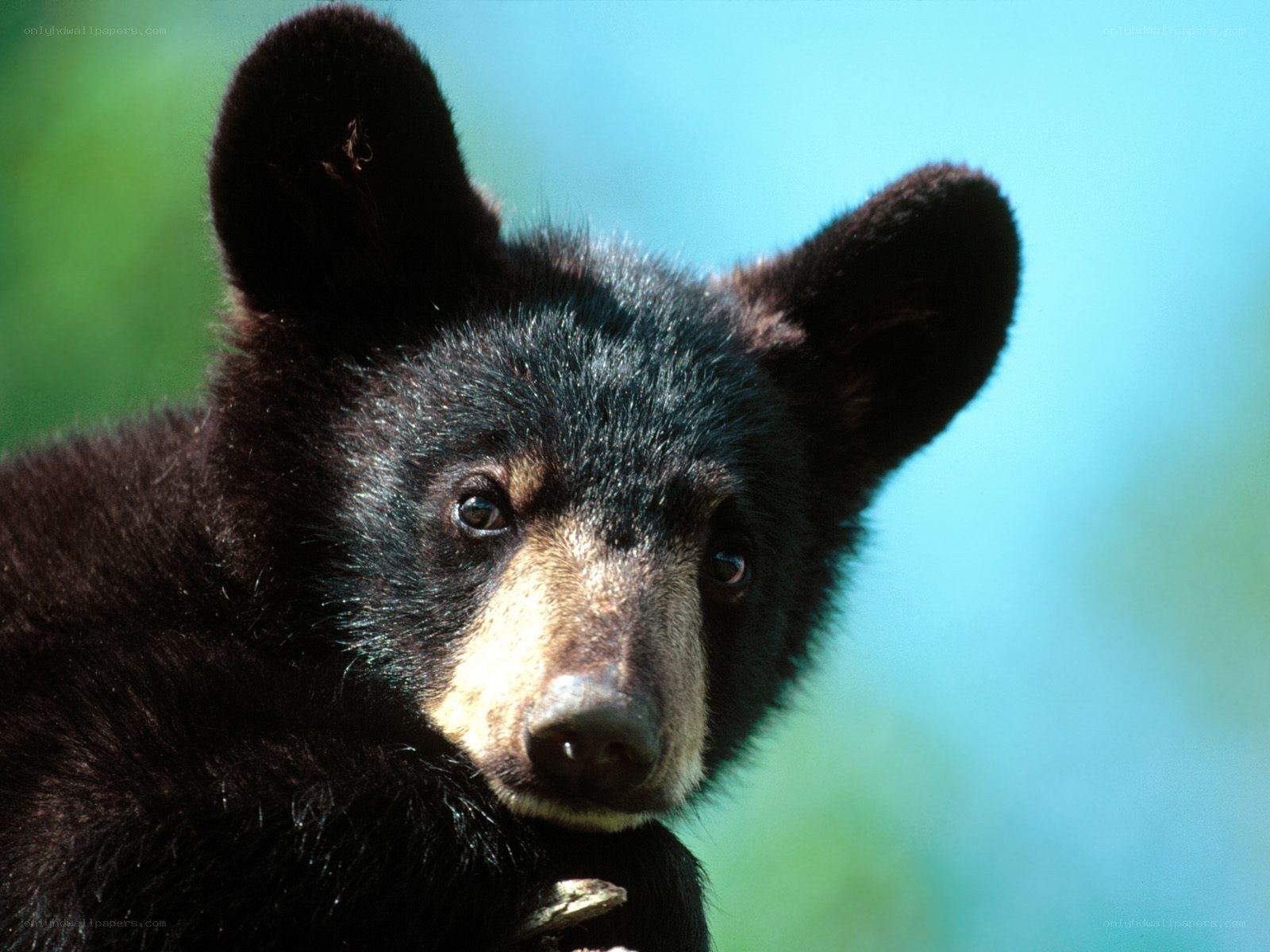 Black bear cub in forest