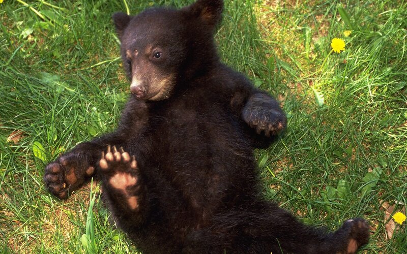 Black bear cub in grass