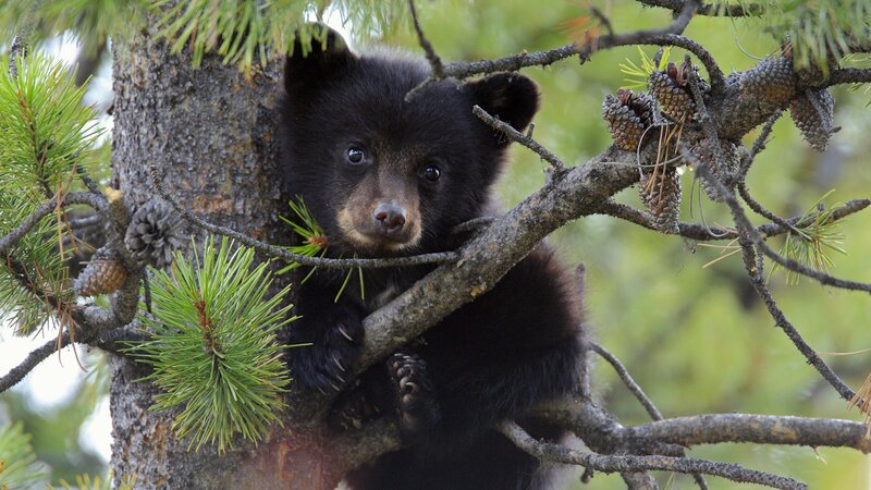 Black Bear Cub in Tree — Calm, Afternoon