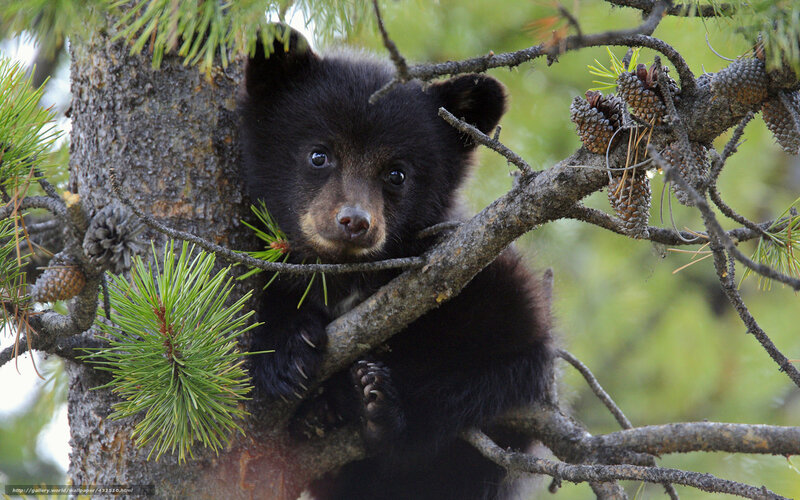 Black Bear Cub in Tree — Curious
