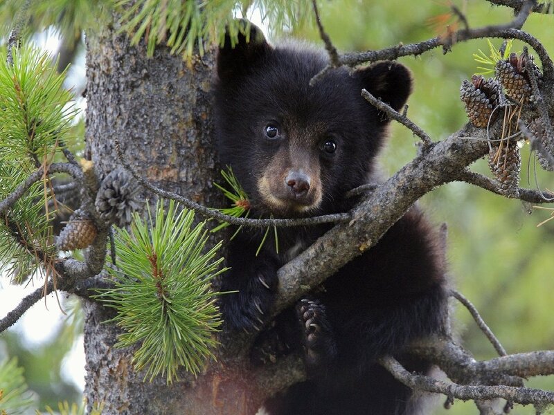 Black Bear Cub in Tree — Green, Calm, Afternoon