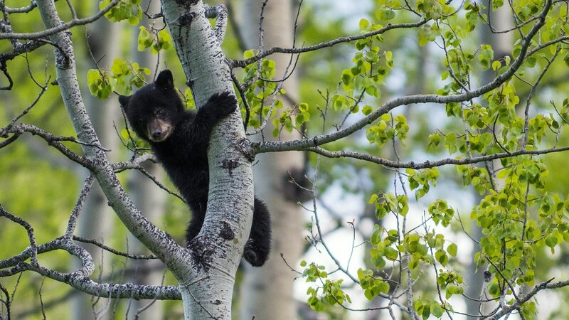 Black Bear Cub in Tree — Green, Calm, Spring, Photograph
