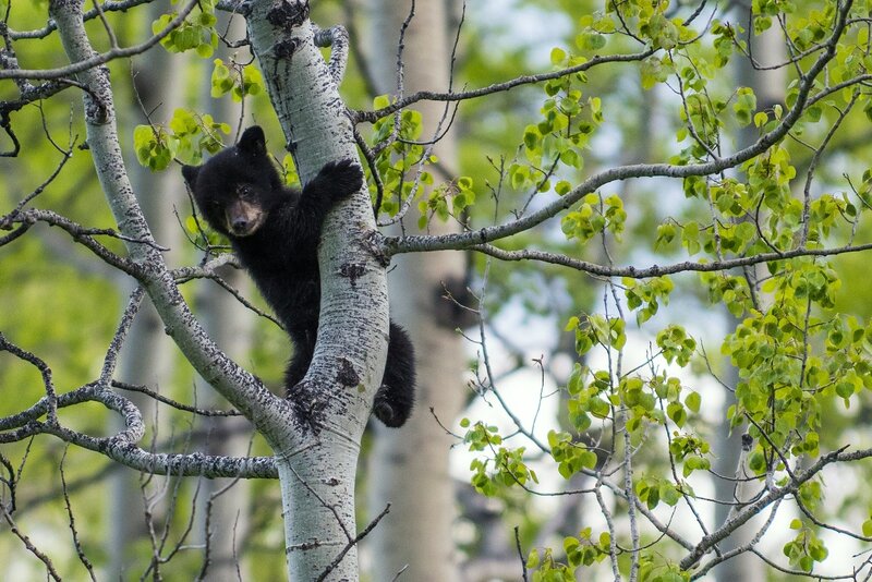 Black Bear Cub in Tree — Green, Calm, Spring
